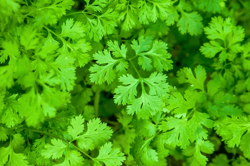 Make Coriander Juice For Weight Loss